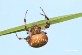 <p>KŘIŽÁK ČTYŘSKVRNNÝ (Araneus quadratus) ---- /Four-spot orb-weaver - Vierfleckkreuzspinne/</p>